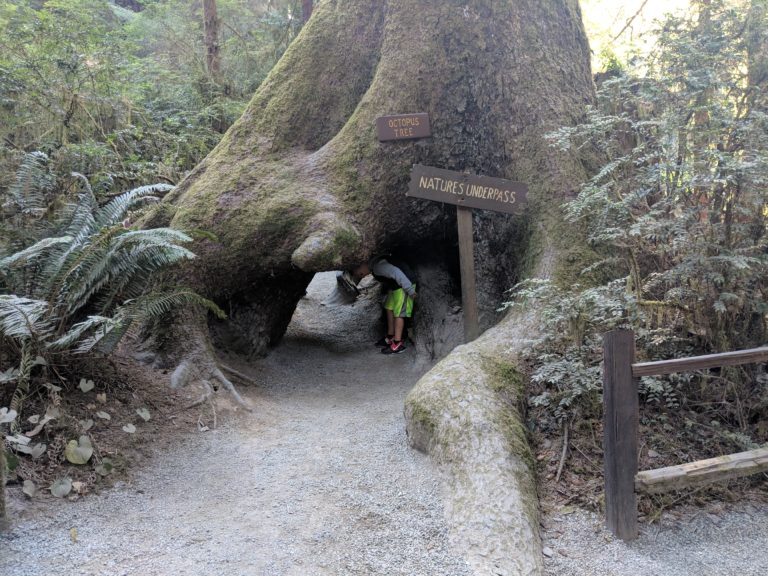 Trees of Mystery BIG Paul Bunyan on a Road Trip in Northern California