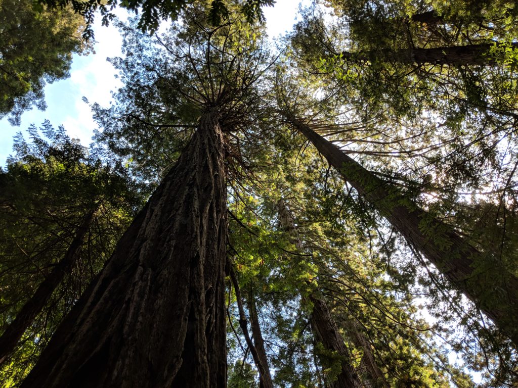 Trillium Falls Trails 