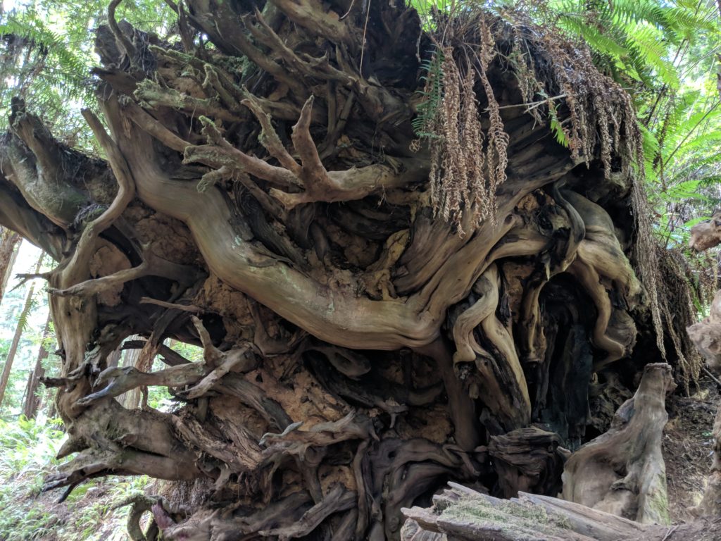 Trillium Falls Trails 